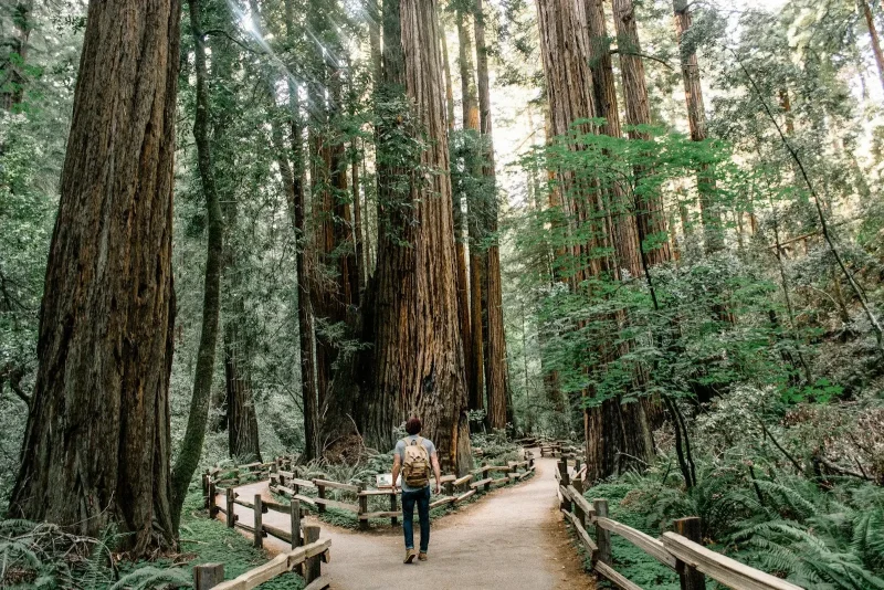 man wearing gray T-shirt walking in forest
